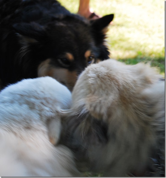 DSC_0005a