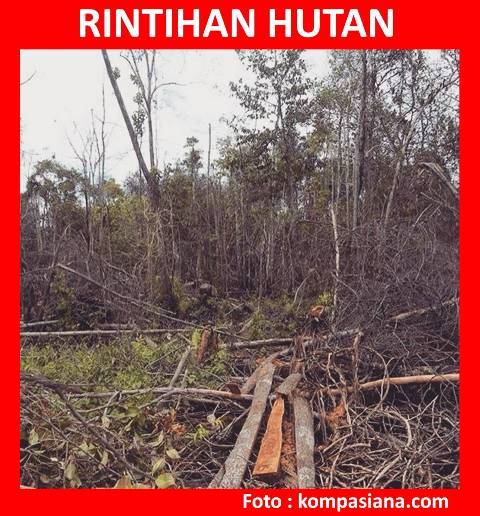 rintihan hutan