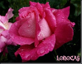 rosa-LoBocAs-9006