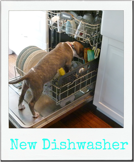 new dishwasher