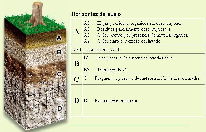 DIBUJOS E IMAGENES DE LOS HORIZONTES DEL SUELO