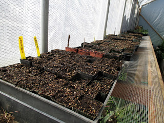 seeds for watermelon, squash, zucchini, tomatoes, basil, cucumbers and sunflowers