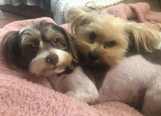 Dolce & Gabbana bonded Yorkie pair laying in their bed
