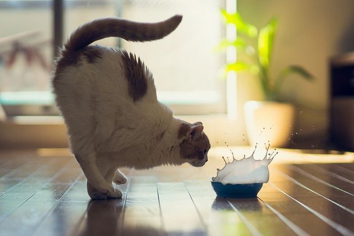 Кот прыгает к миске с молоком
