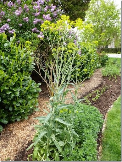 Woad in flower