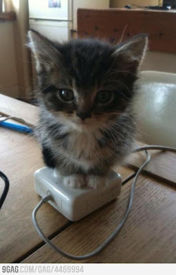 I Haz Trapped The Mouse! Baby kitten standing on a computer mouse.