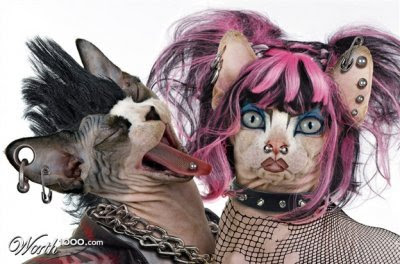 Animals punk Seen On www.coolpicturegallery.us