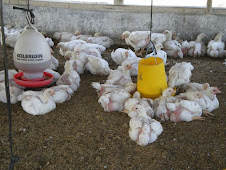 Pemeliharaan Ayam  Broiler  Dengan Teknologi M Bio