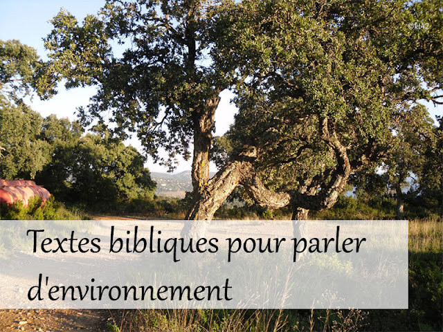 Textes bibliques pour parler d'environnement au caté