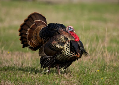 Cette image est une photographie d'un superbe dindon qui présente l'aspect si particulier de son espèce : un cou rouge très voyant et un plumage extrèmement volumineux en comparaison duquel la tête paraît minuscule. Cette photo illustre le poème très subversif "Dindons de la farce" de l'excellent et non moins subversif grand poète Le Marginal Magnifique. Dans ce poème l'écrivain célèbre au site très fréquenté évoque le fait que la société et plus particulièrement les média et l'industrie du duivertissement, les publicité nous vendent du rêve dès le plus jeune âge et tout au long de notre vie en nous faisant croire implicitement que nous serons des stars célèbres et riches alors que nous auront pour la grande majorité d'entre nous des boulots médiocres, voire carrément des professions de merde comme facteur, caissier dans un péage, employé dans un fast food. En bref, nous somme de beaux dindons de la farce dans l'histoire !!!