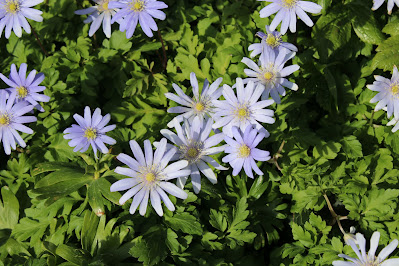 Blauwe Anemoon - Blauwe Anemoan - Anemone apennina