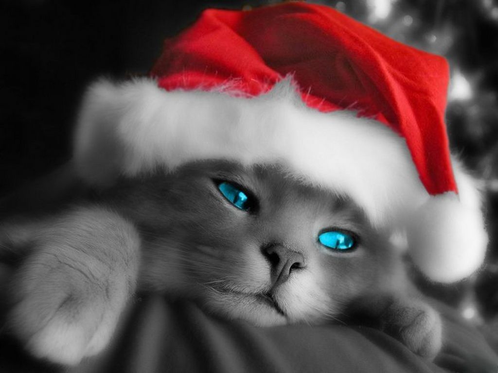 Cat Christmas Wallpaper