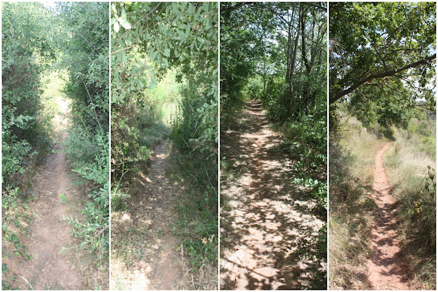 ARBRES SINGULARS, ARBRES REMARCABLES DEL PLA DE MANLLEU (ALT CAMP) I AIGUAVIVA (BAIX PENEDÈS), corriol o Camí d'Aiguaviva