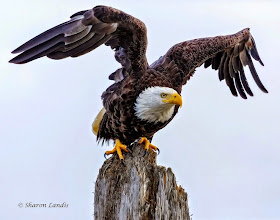 Bald Eagle on the beach in the Pacific Northwest  US