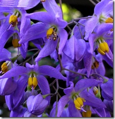 Solanum seafortianum