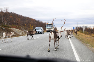 Poroja Kilpisjärventiellä