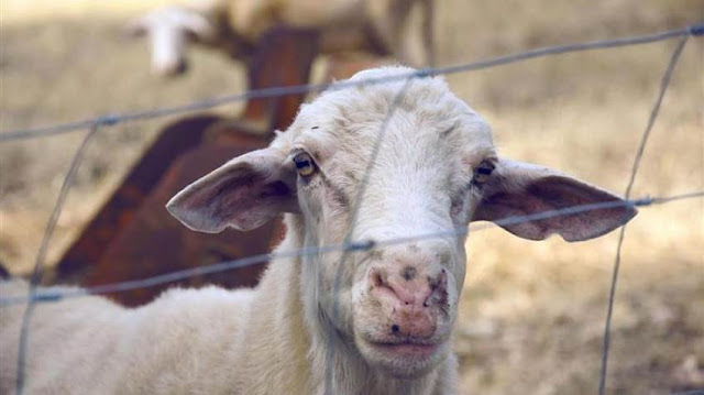 Αγανακτισμένοι οι κτηνοτρόφοι της χώρας από την αύξηση του κόστους