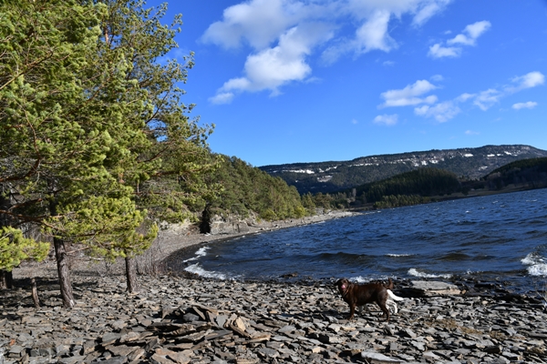 hvit gjeterhund labrador tyrifjorden rytterager lemostangen