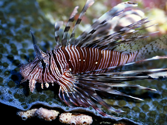 Lion Fish Top 10 Most beautiful Fishes in the World