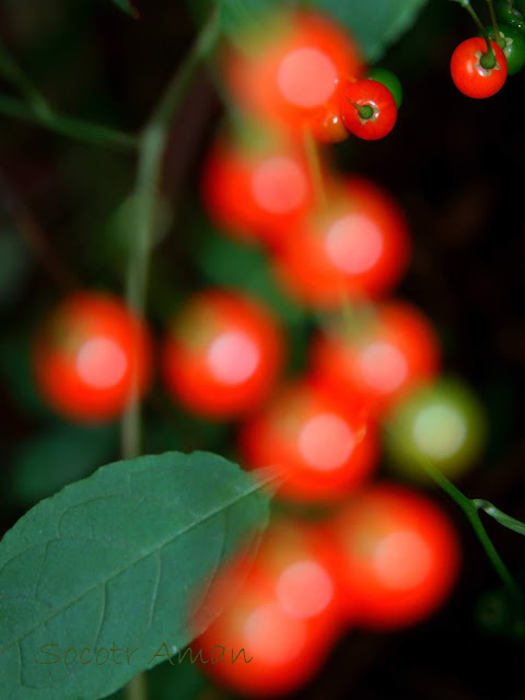 Solanum maximowiczii