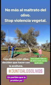 No al maltrato del olivo, stop violencia vegetal