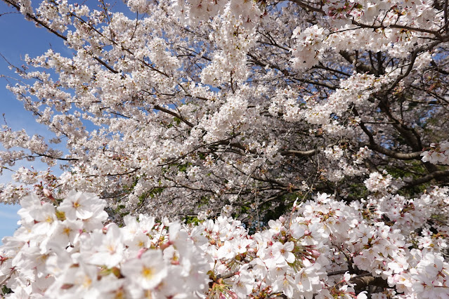 鳥取県西伯郡南部町鶴田 とっとり花回廊 花の丘 ソメイヨシノ（染井吉野）