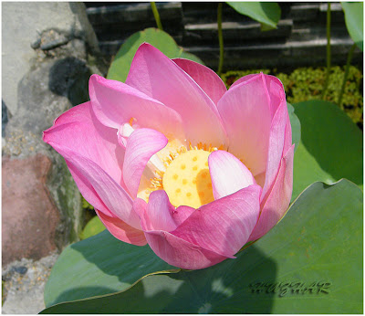 Today 39s Flower Lotus Flower