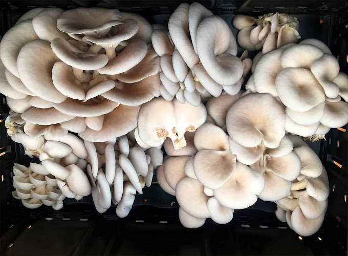 Mushroom cultivation franchise business opportunity | Mushroom farming | Biobritte fungi school 