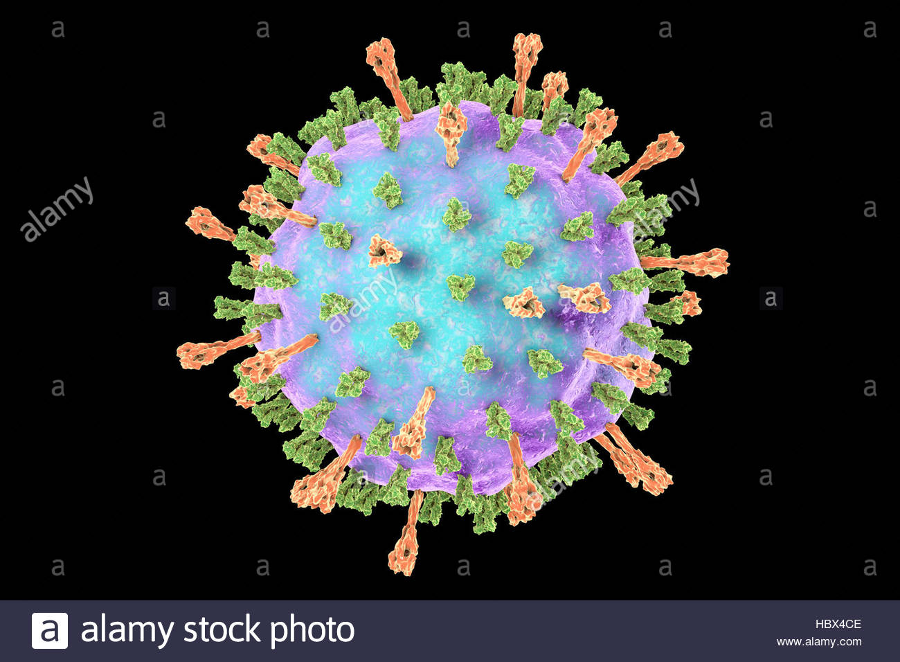 MUMPS VIRUS MEDLABTECH