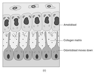 Dentinogenesis—predentin formation from the odontoblasts.