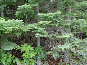 pine trees