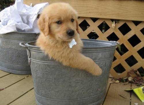 adorable-pups-26