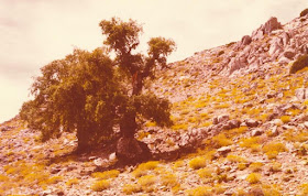 Fotografía de Laurent Minoux de Quercus alpestris BOISS en medio de innumerables mechones de oro amarillo de Helichrysum serotinum Sierra de las Nieves, cerca de Ronda, a unos 1700 metros sobre el nivel del mar, 22-VIII-1977. Fuente: Dr. Laurent Minoux, http://www.minouxia.fr/minouxia-herbar-hisp.htm