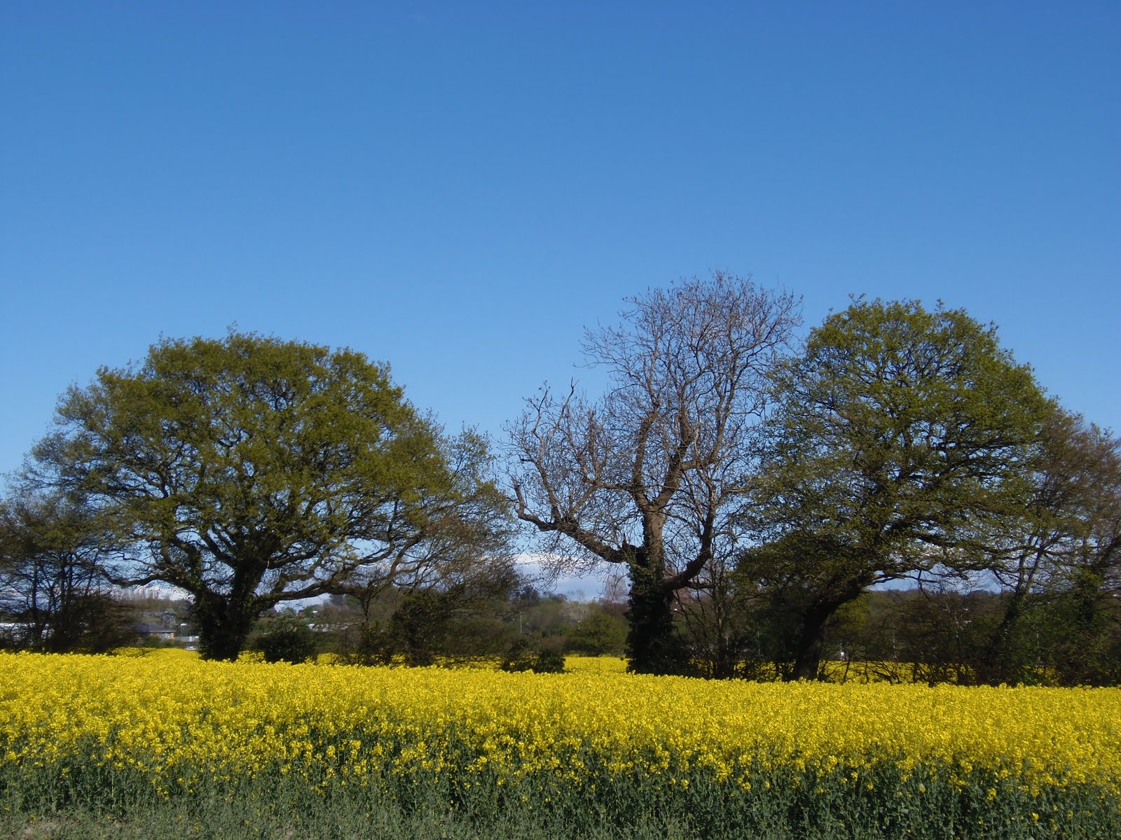 Rapeseed field Aldridge Road