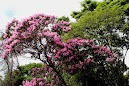 Goiânia florida