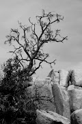Monochrome Weekend / Dead Tree in the Rocks, Joshua Tree National Park, .