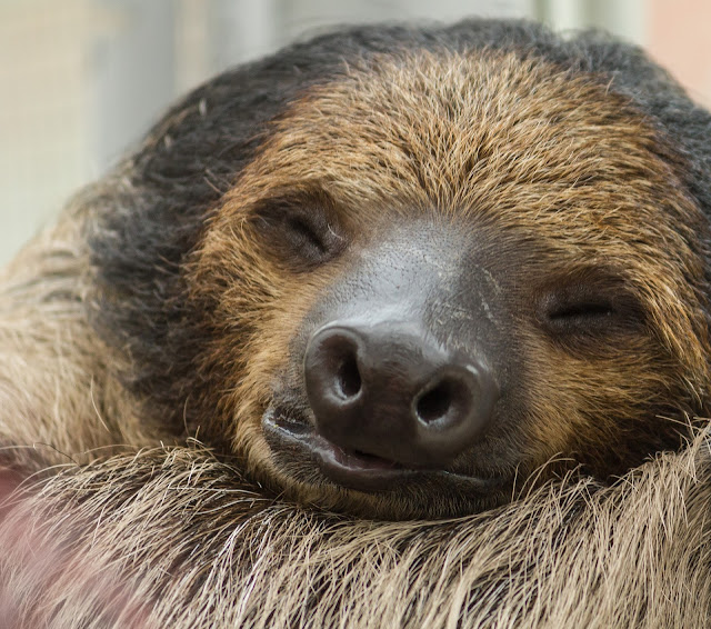 Sloth Cute Pictures in HD - Wallpaper