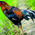 Gambar Hewan Herbivora Karnivora Omnivora / Penggolongan hewan Karnivora Herbivora Omnivora / Check spelling or type a new query.