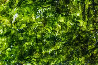 Are Algal Blooms Becoming Worse?