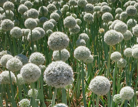 onions going to seed