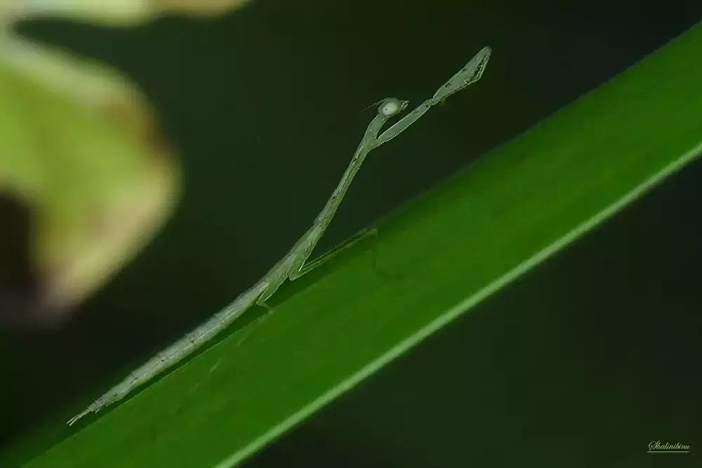 Green mantis nymph