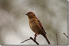 IMG_1354