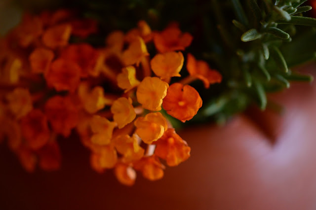 Monday vase meme, small sunny garden, lantana, amy myers ceramics