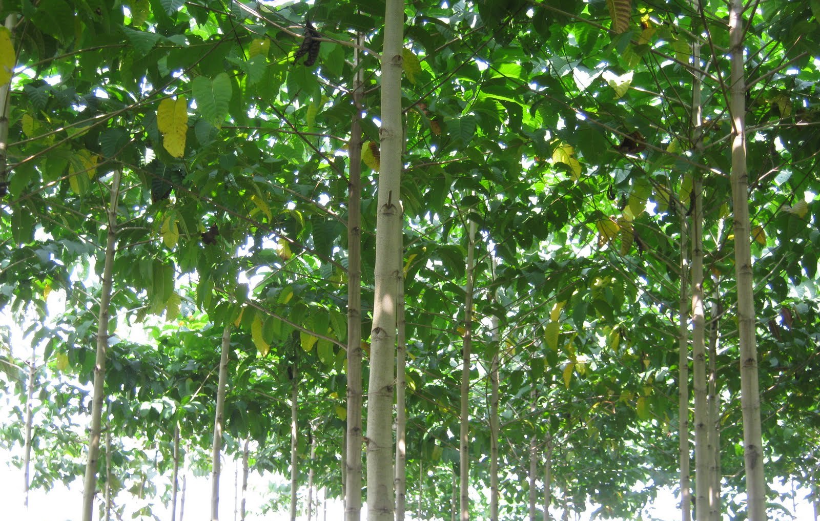 Nursery Plants Jabon Tree Jabon Seedling Plant 