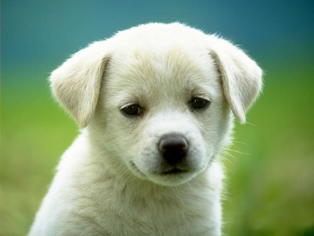 Little Paws Dog Creche