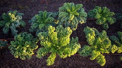 Kale