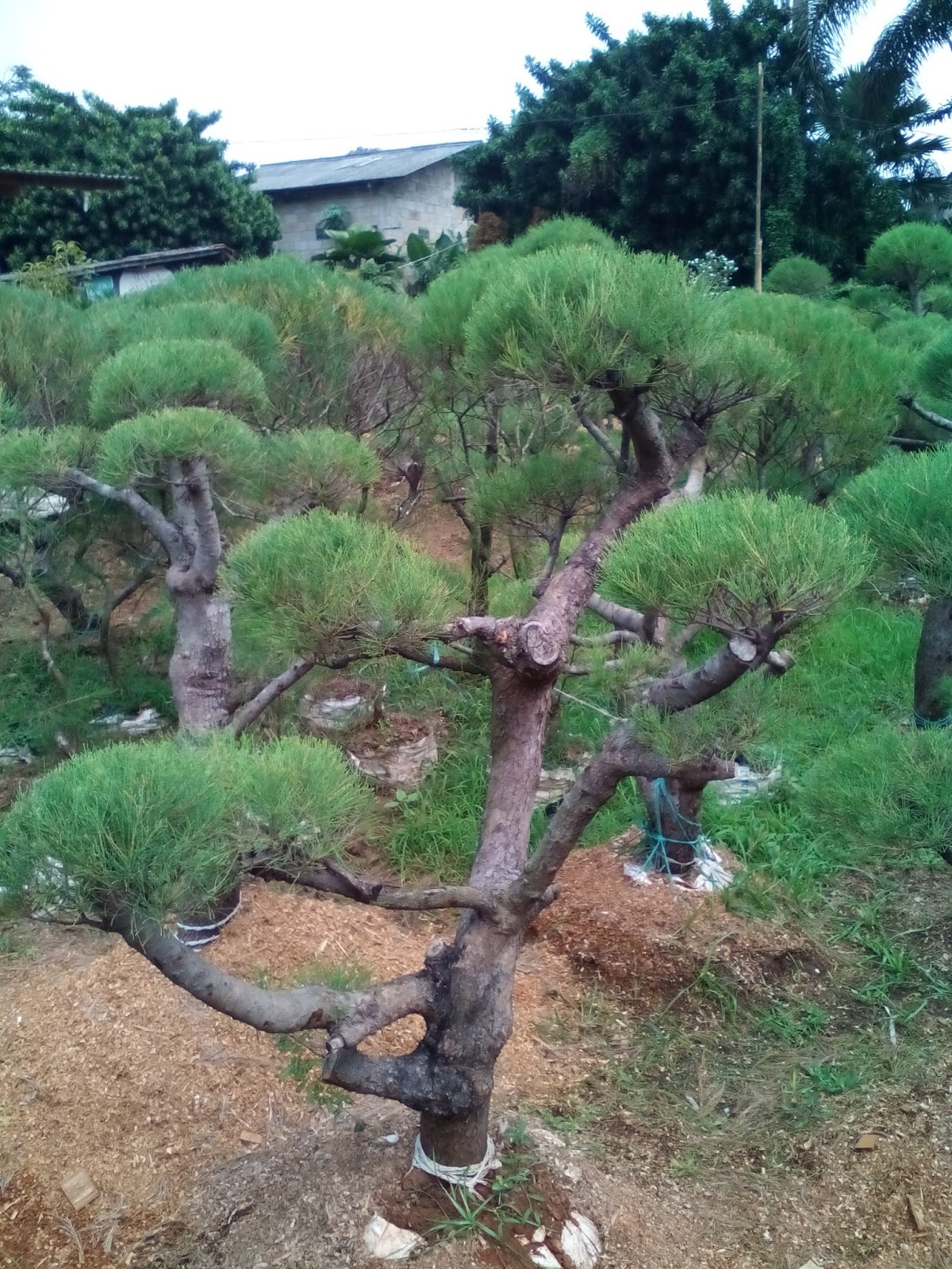 JUAL BONSAI CEMARA UDANG JUAL POHON BONSAI MURAH 