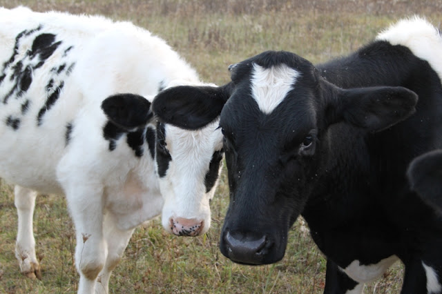 Shy little steers