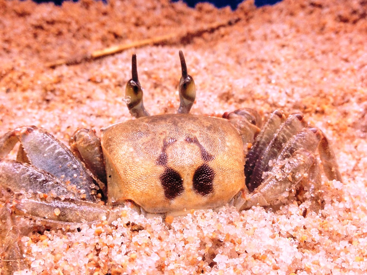 新札幌 サンピアザ水族館 飼育員日誌 秋の特別企画 登場生物３