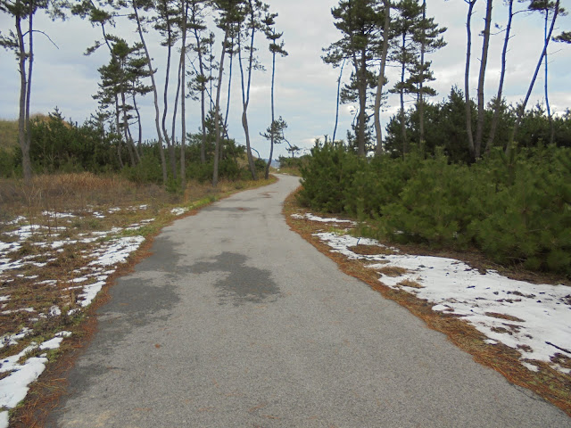 弓ヶ浜公園の松林